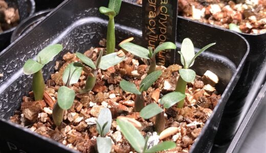 パキポディウム・グラキリス（Pachypodium gracilius）実生・育て方・発芽のコツ解説【写真付き】