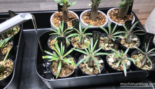 実生塊根植物の腰水はいつまで続ける？やめ時と腰水管理のメリット解説