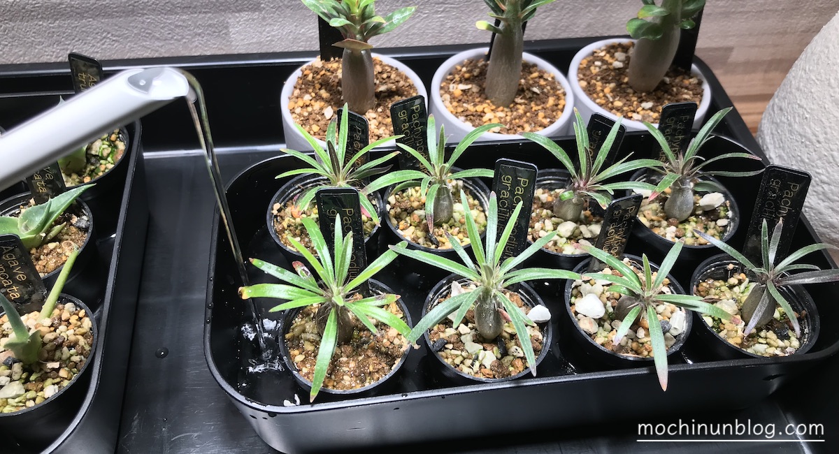 実生塊根植物の腰水はいつまで続ける？やめ時と腰水管理のメリット解説