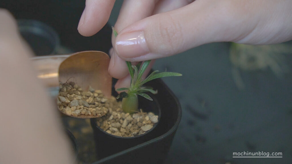 パキポディウム・グラキリスの小苗を植える