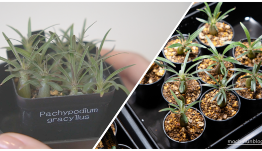 パキポディウム・グラキリス(Pachypodium gracilius)の育て方 種まきから3ヶ月目の植え替え 実生記録２