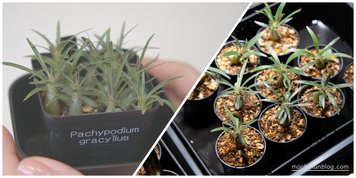 パキポディウム・グラキリス(Pachypodium gracilius)の育て方 種まき 