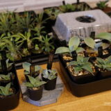 塊根植物の実生を始めるのに最低限必要なもの３つ｜費用を抑えて実生を始めるコスパ最強グッズレビュー