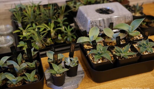 塊根植物の実生を始めるのに最低限必要なもの３つ｜費用を抑えて実生を始めるコスパ最強グッズレビュー