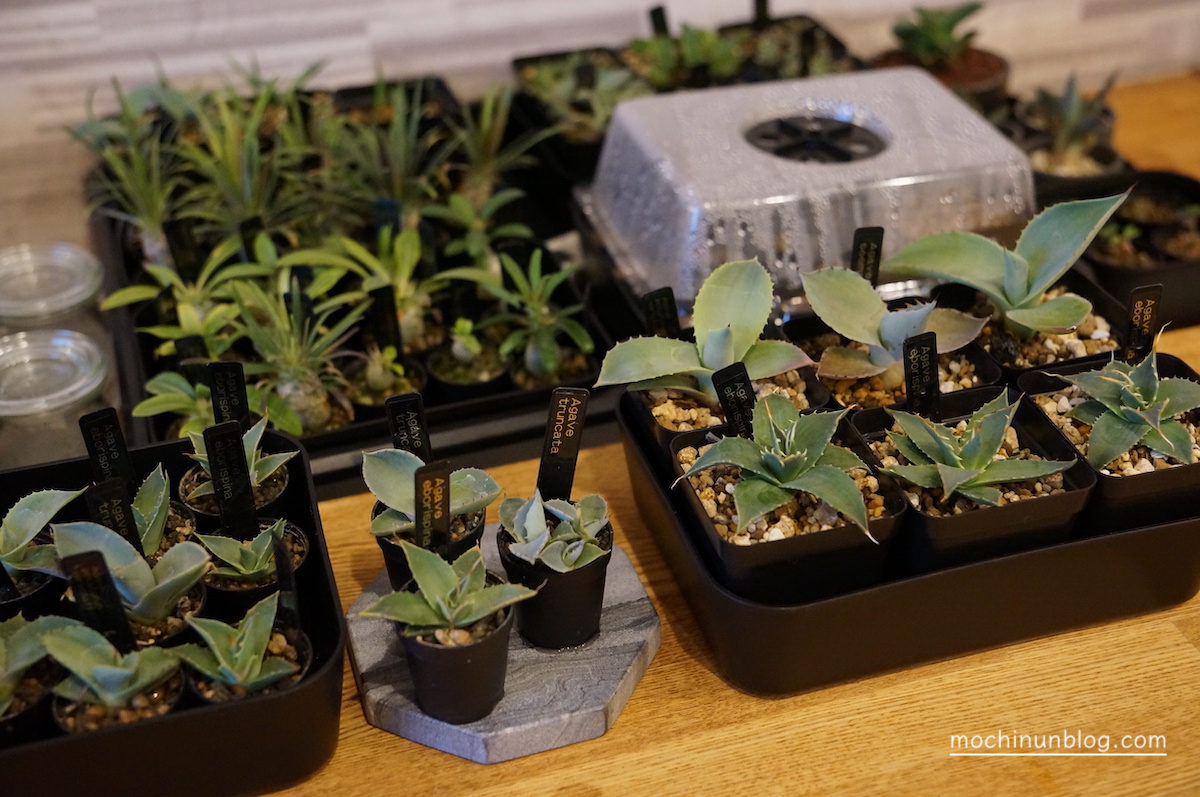 塊根植物の実生を始めるのに最低限必要なもの3つ｜費用を抑えて実生を